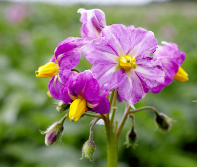 Blomst violet beskåret (1)